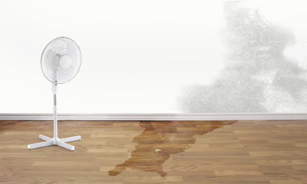 Best Flood damage cleanup  in Harriman, TN